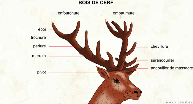 Bois de cerf (Dictionnaire Visuel)